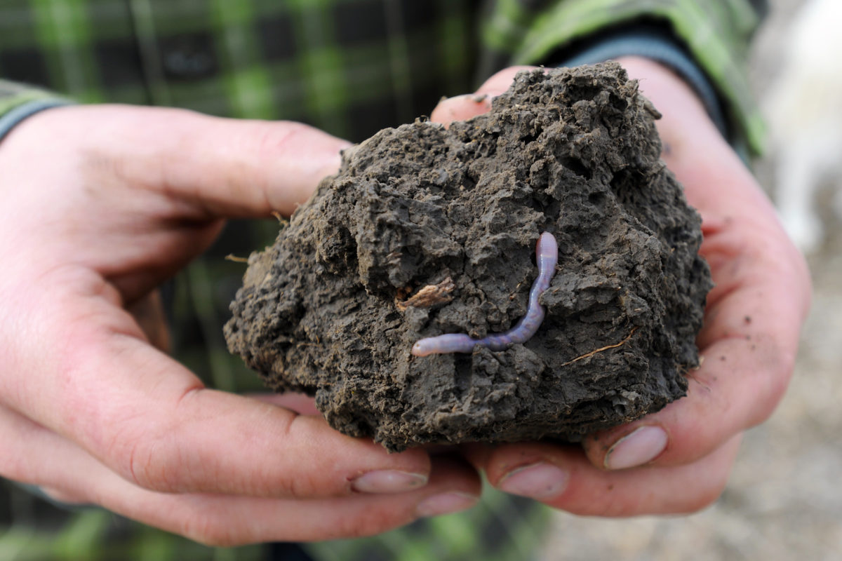 no-till soil