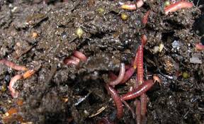 organic soil