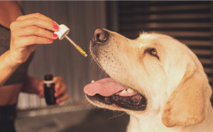 dog taking cbd