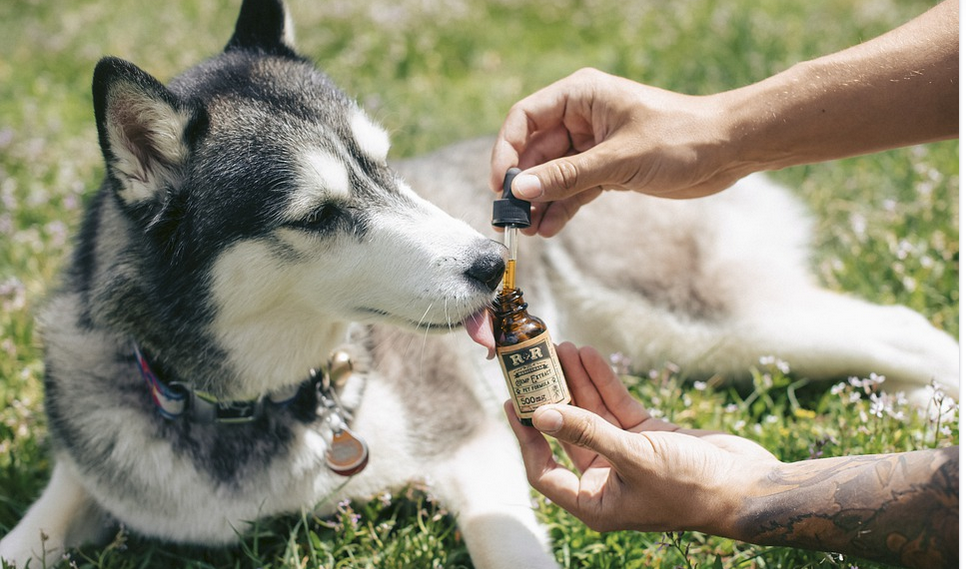 dog taking cbd